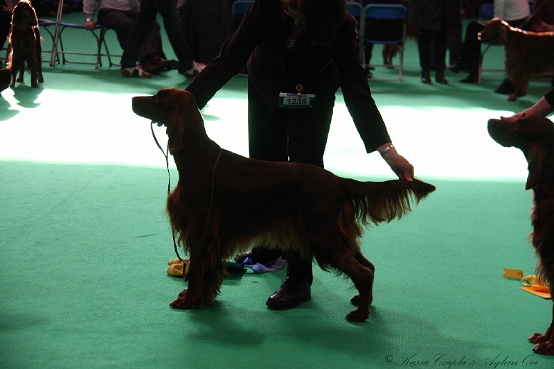 Crufts2011 652.jpg